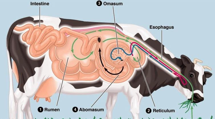 Ruminant Hayvanların Sindirim Sistemi